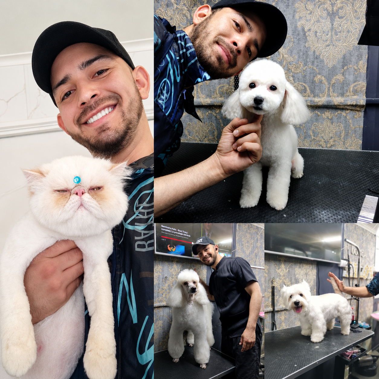 Ronald Astudillo - Collage de Estilismo Canino y Felino