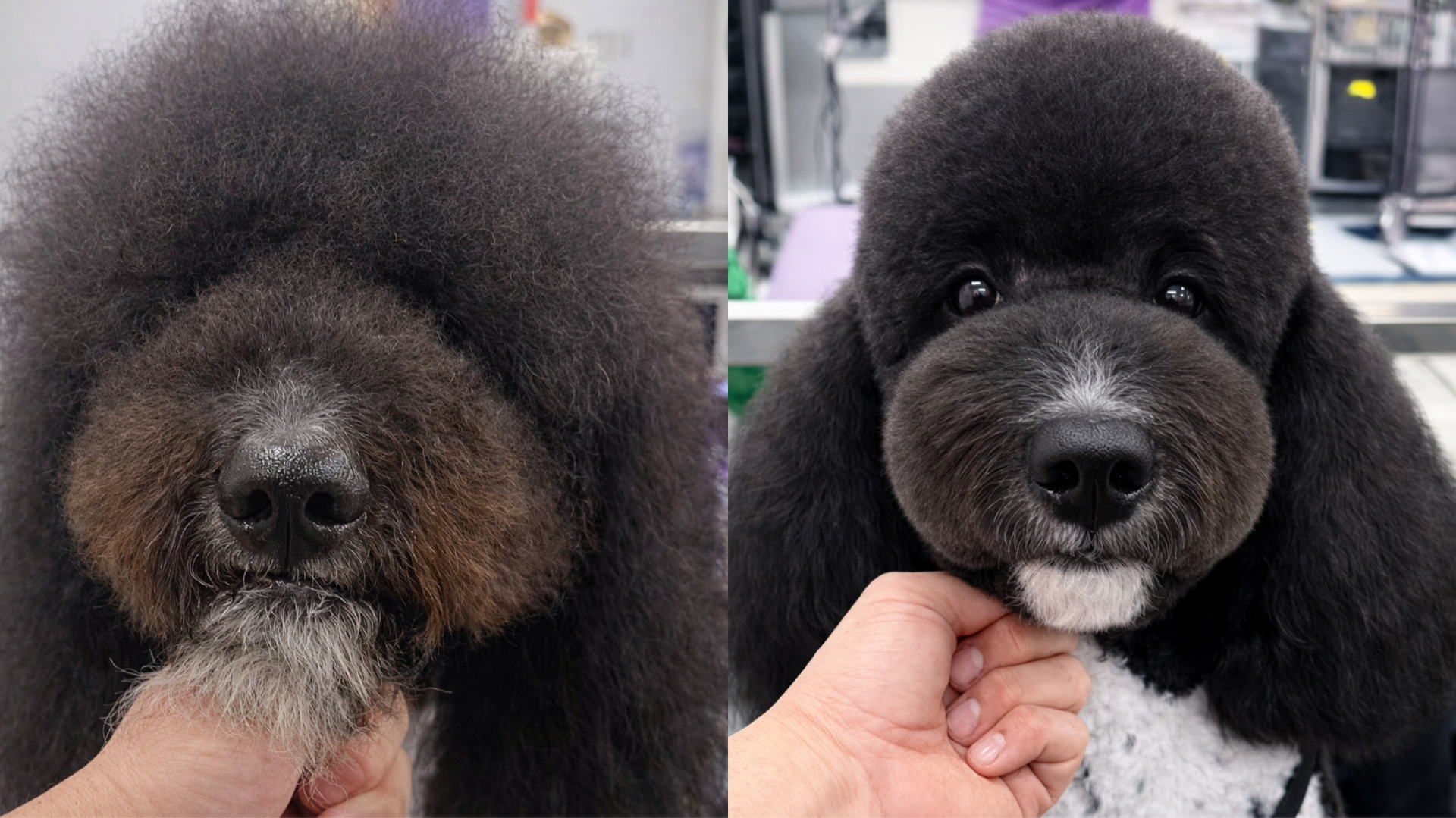 Antes y Después - Estilo Canino
